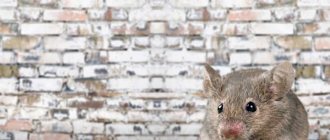 Cara melindungi diri dari tikus semasa membina rumah