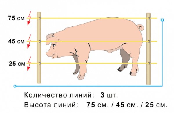 Брой и височина на електрически овчарски линии за прасета