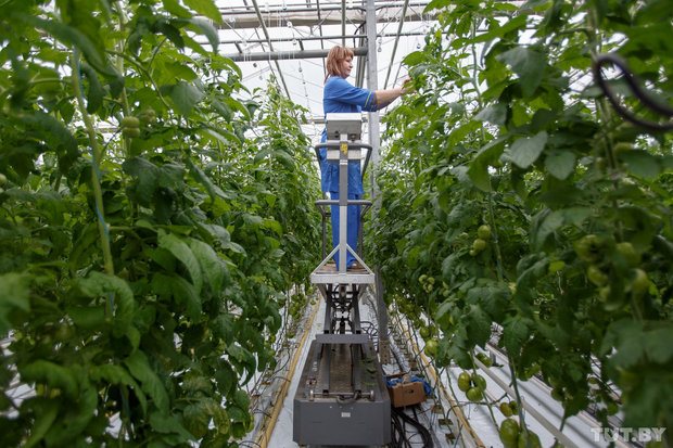 Le chauffage des serres est la garantie d'une récolte riche