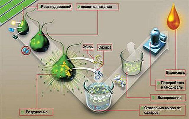 От зелени водорасли до пълно гориво