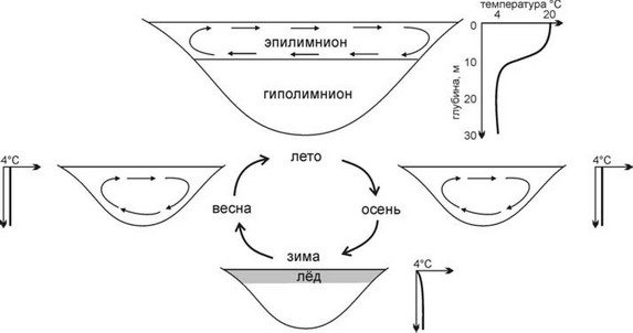 Фиг. 1.18. Вертикална циркулация в сладки водоеми с висока и умерена температура